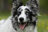 BORDER COLLIE 1029